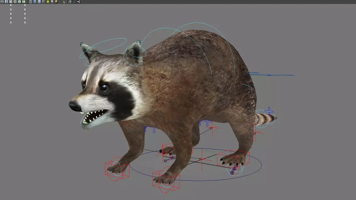 raccoon racoon animal rodent mammal coon forest animal 3D model
