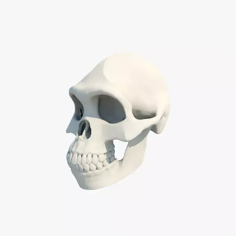 Skull Australopithecus Lucy 3D model