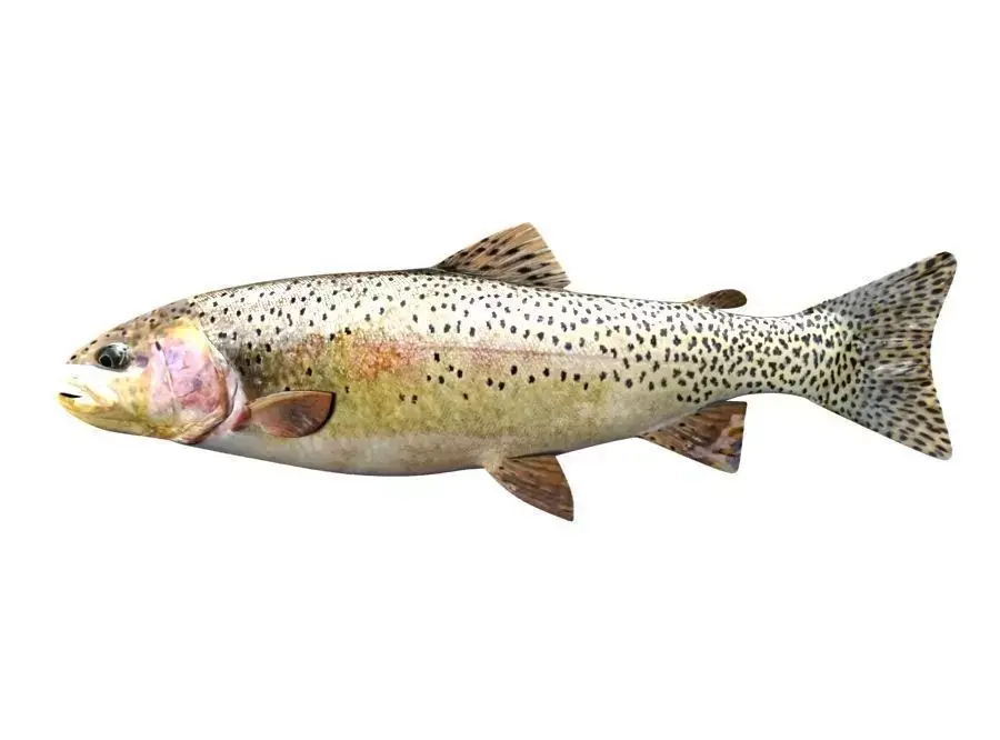 Brown Trout Fish Salmo Trutta 3D model