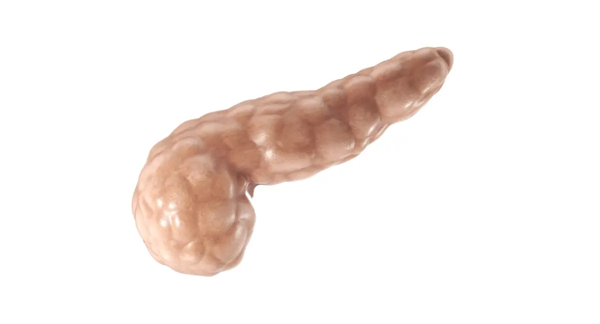 Pancreas PBR 3D model