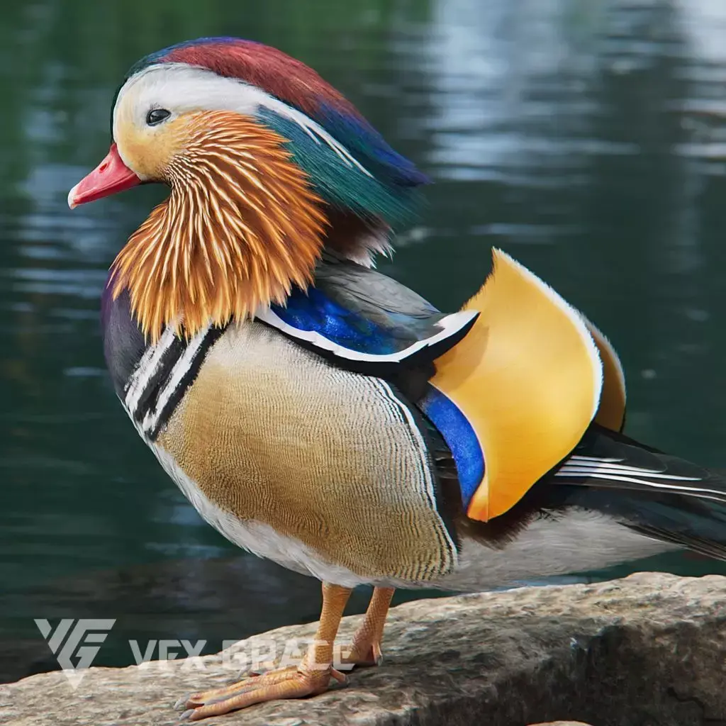 Mandarin Duck Male Animated VFX Grace 3D model
