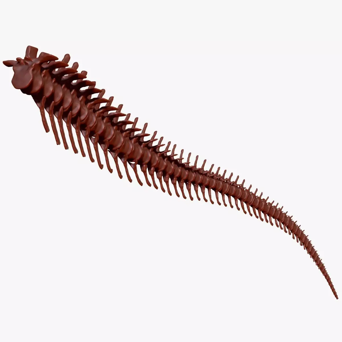 Dinosaur Spinosaurus Tail Skeletons Set 3D model