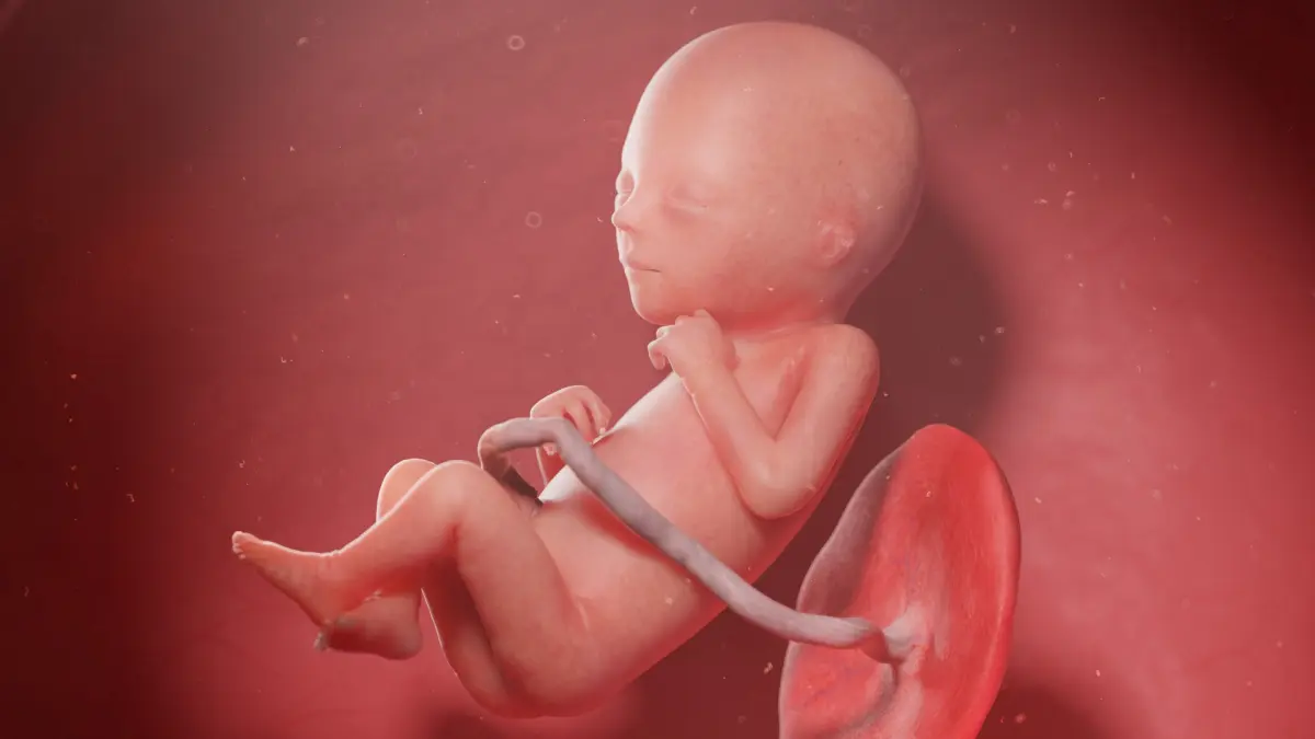 Fetus Anatomy Week 18 Static 3D model