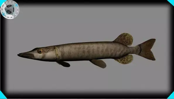 muskie fish 3D model
