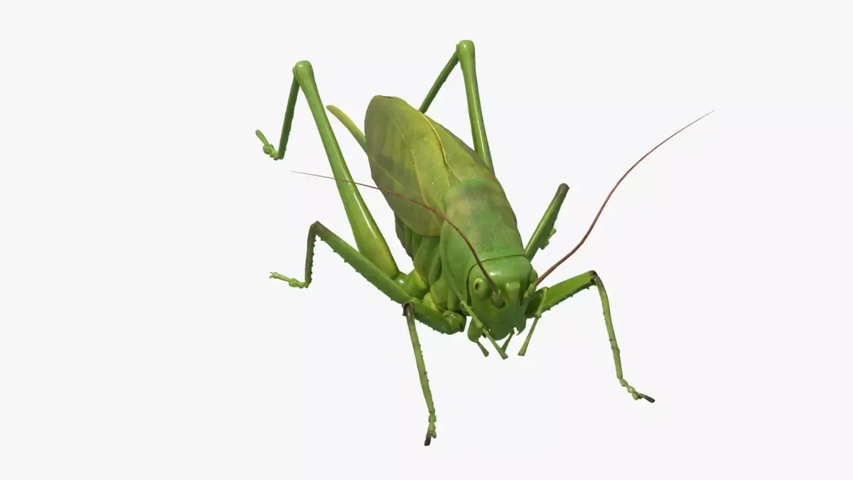 4K Katydid Low-poly 3D model