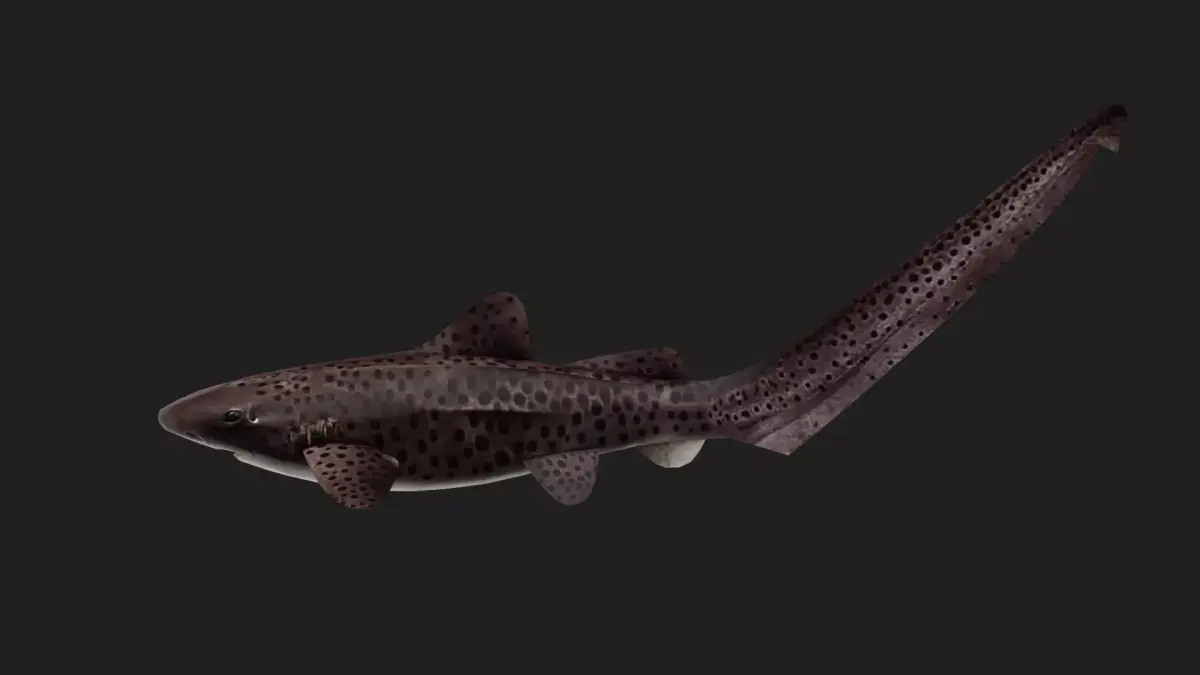 Shark Low-poly 3D model 44