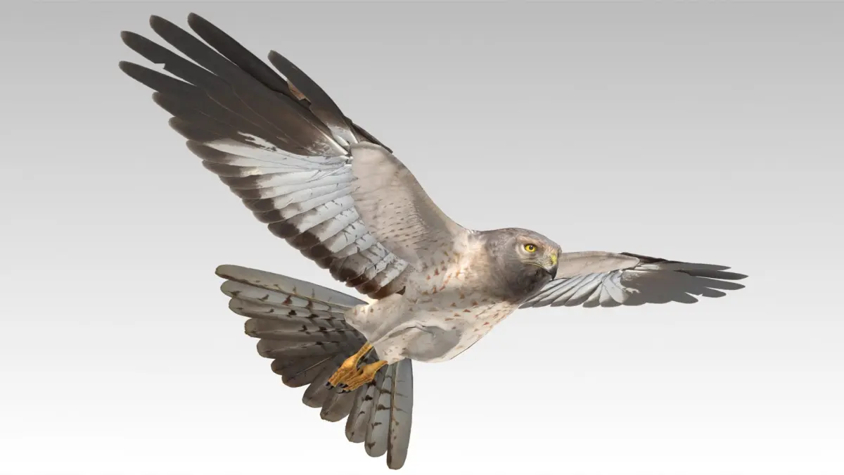 HenHarrier 3D model