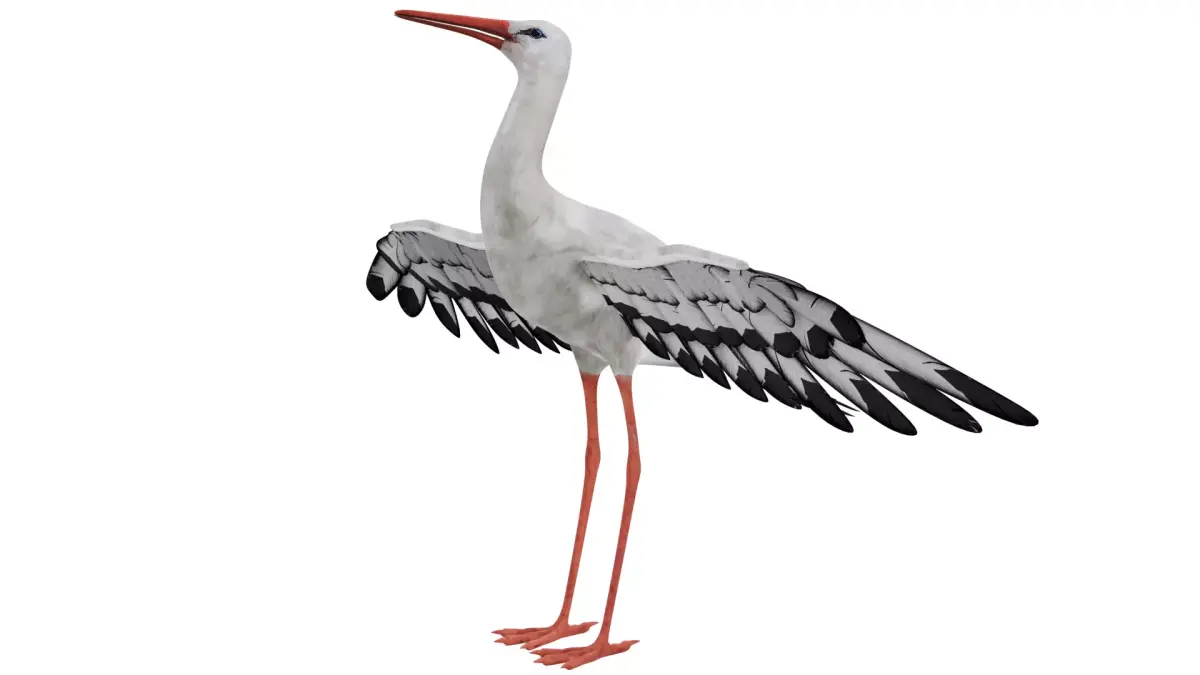 Stork 3D model purchase