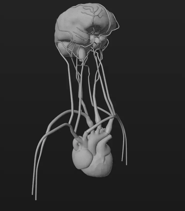 Cerebral Blood Flow Animation Low-poly 3D model