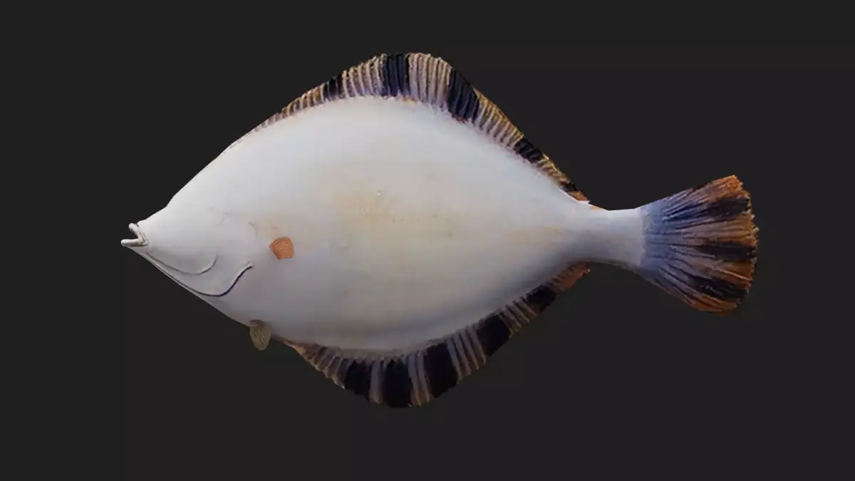 Flatfish Low-poly 3D model buy