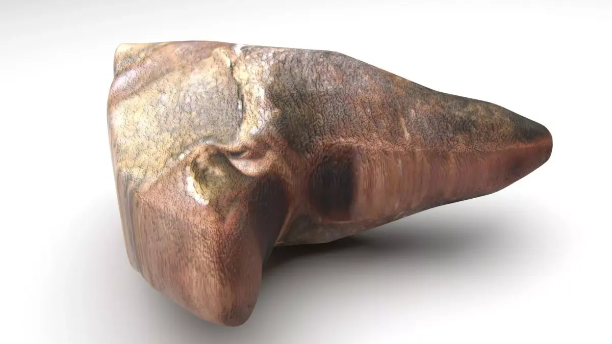 Triceratops Tooth 3D model