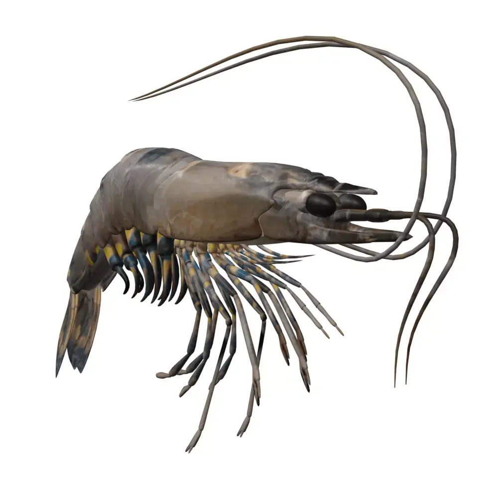Shrimp 3D model get
