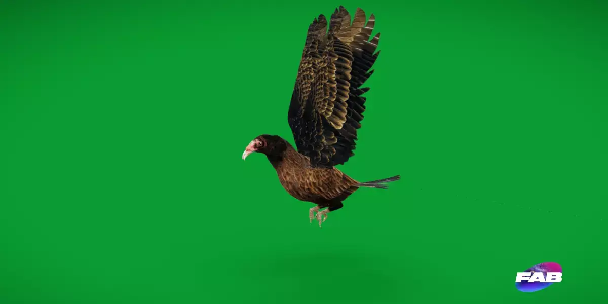 Turkey Black Vulture Low-poly 3D model