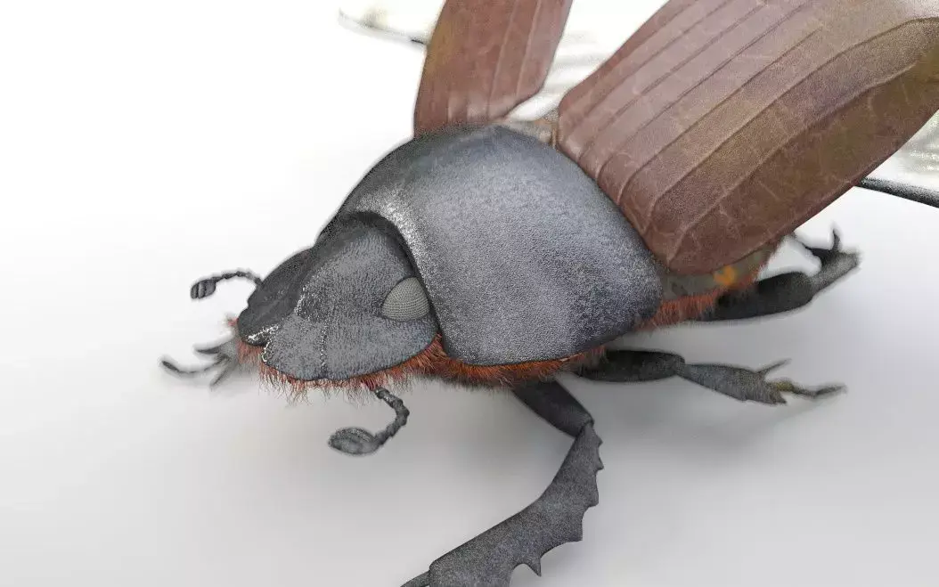 Dung Bettle insect Low-poly 3D model