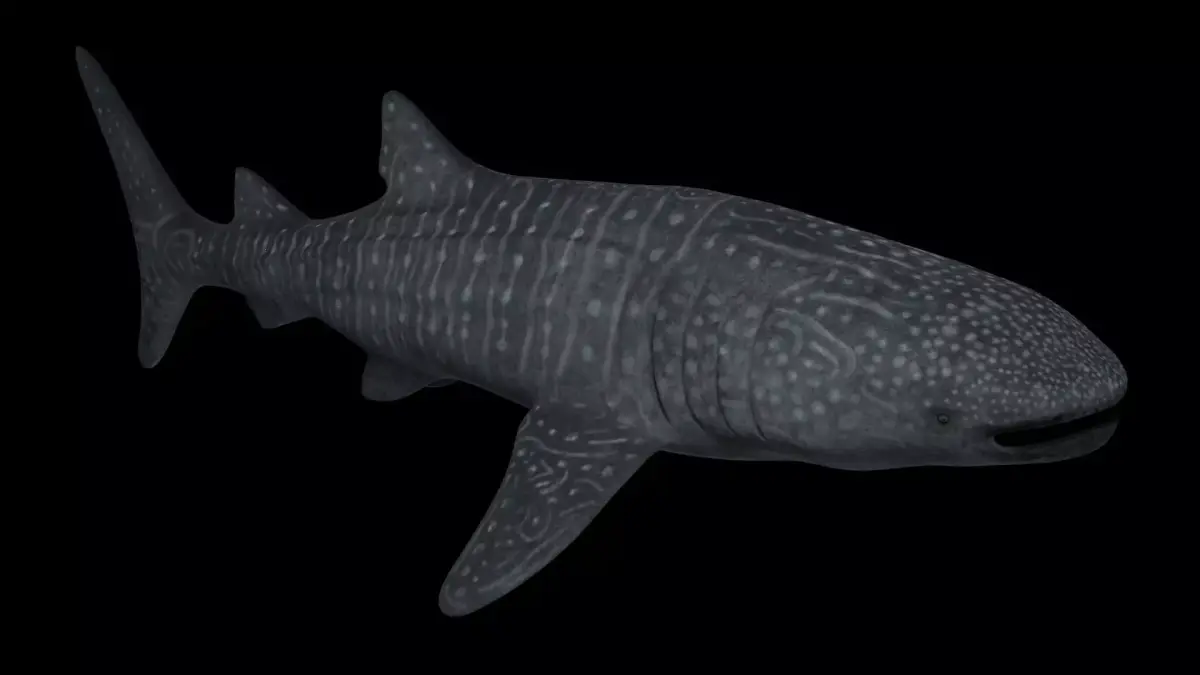 Whale Shark - Rhincodon Typus - Adult Male Low-poly 3D model