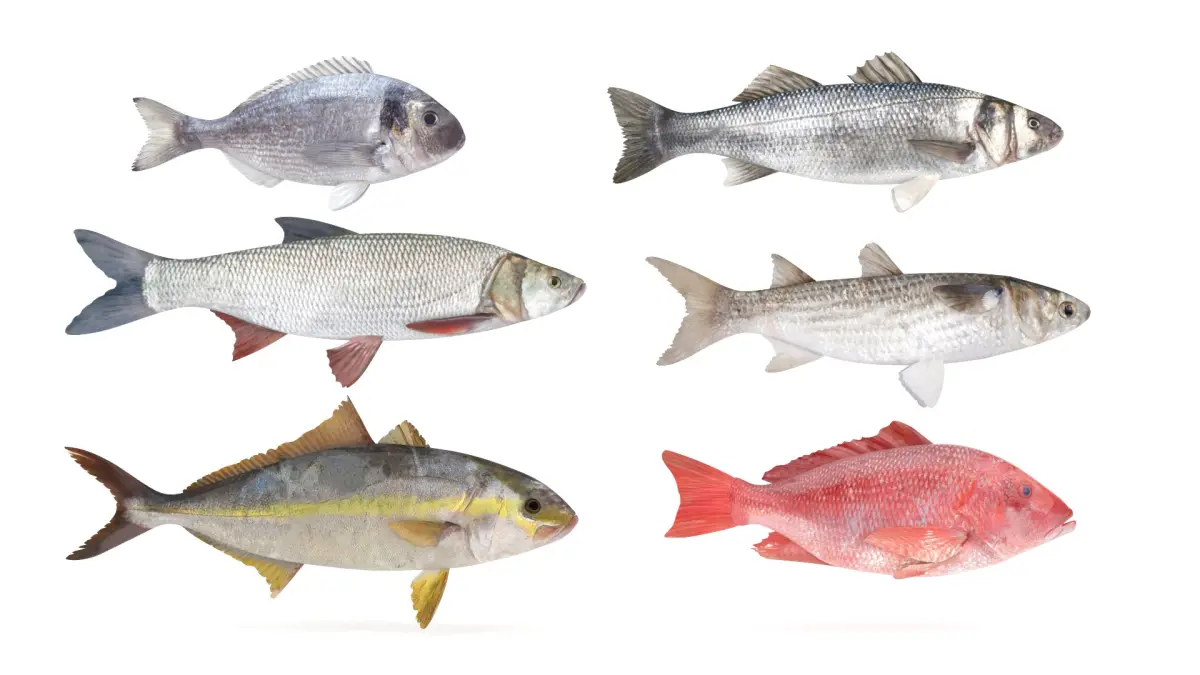 Fish Collection  buy 3D model