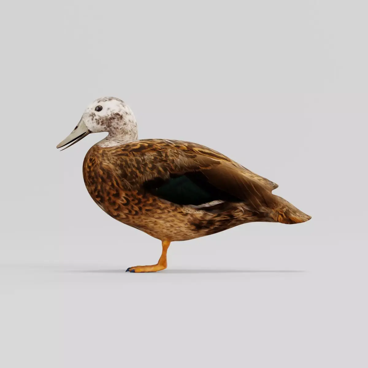 Laysan Teal Duck Bird 3D model