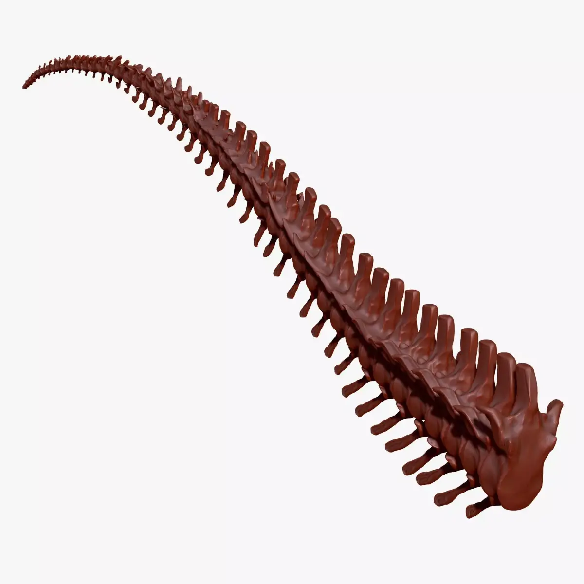Dinosaur Giganotosaurus Tail Set Skeletons 3D model