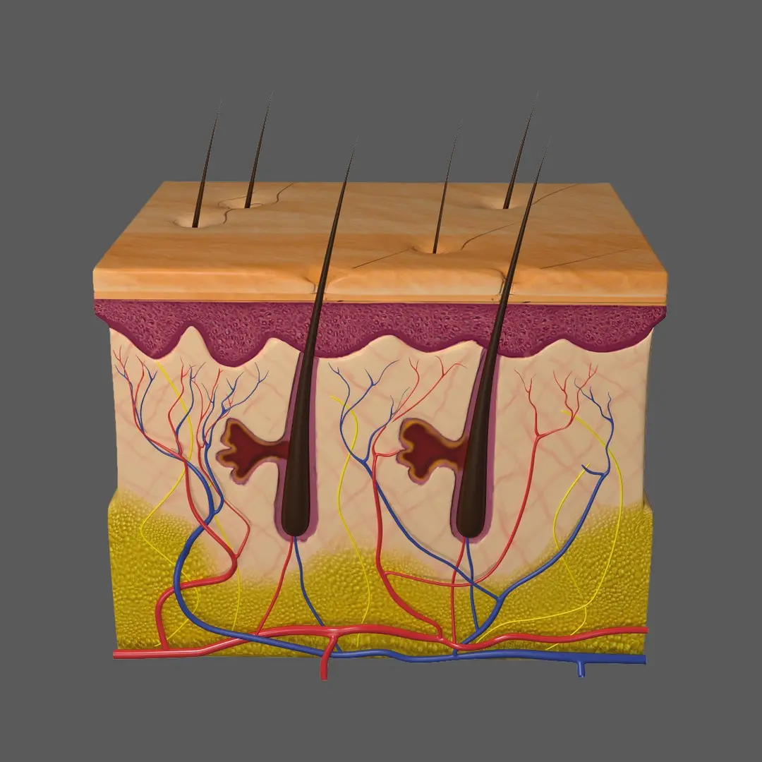 Skin Anatomy Collection 3D model