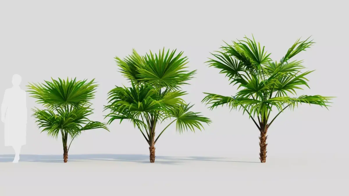 Chuniophoenix hainanensis a 3D model