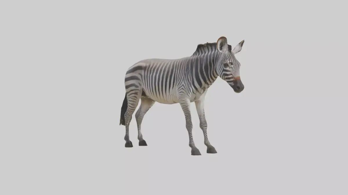 Grevys Zebra Low-poly 3D model