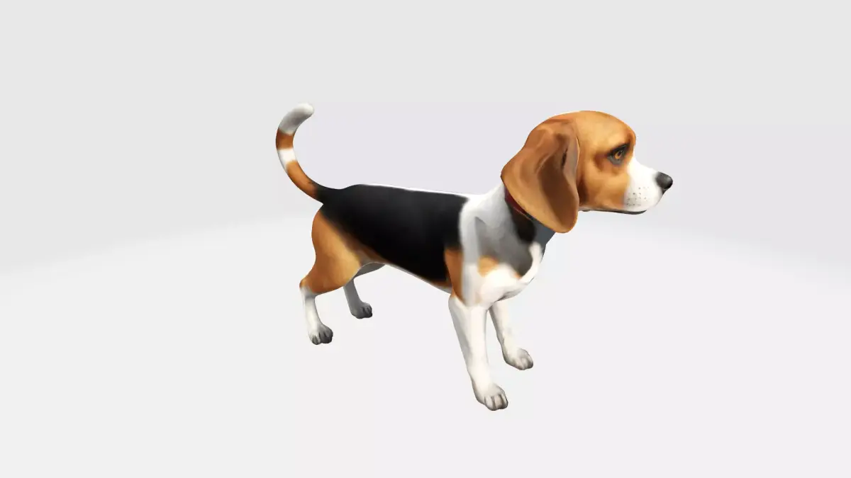 3d Model  Asian Young Cute Beagle Dog High Resolution 3D model