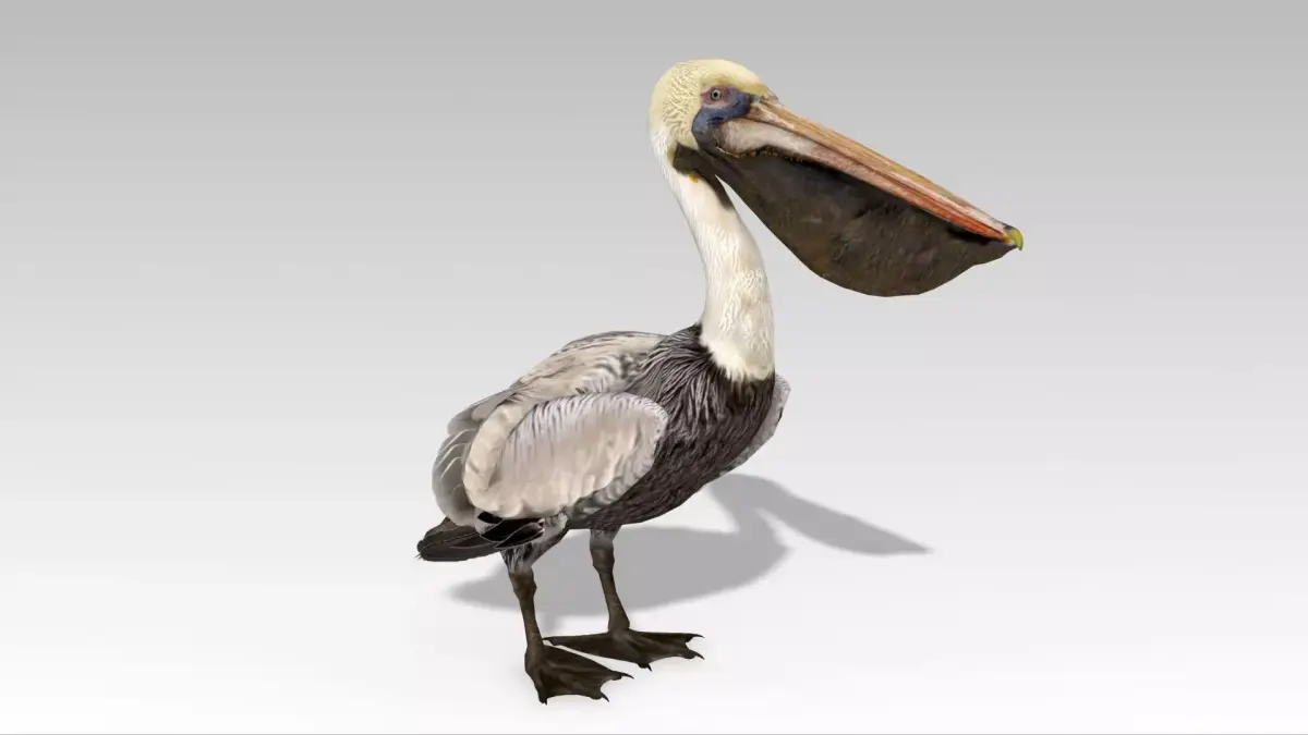 Brown Pelican Low-poly 3D model