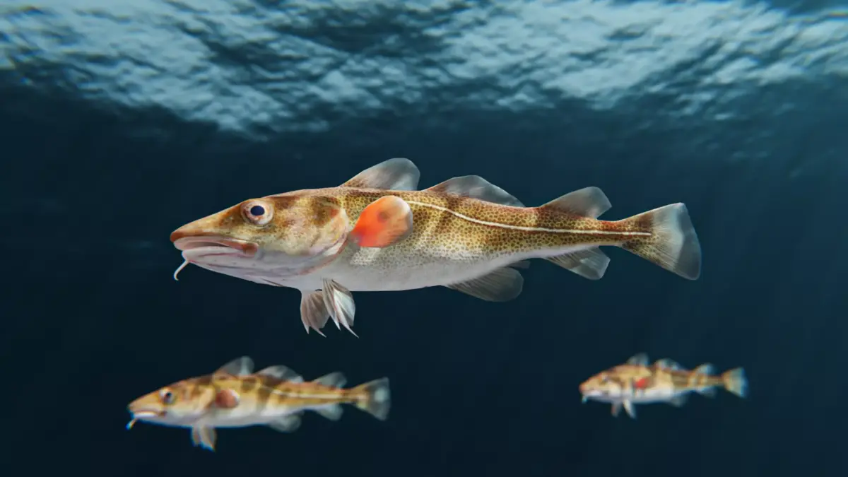 Cod Atlantic - Saltwater Fish Low-poly 3D model