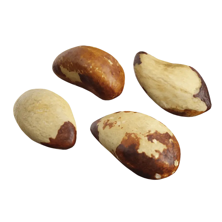  Raw Brazil Nuts Model 