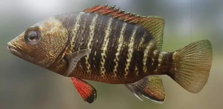 Mangrove Snapper Fish 3D model