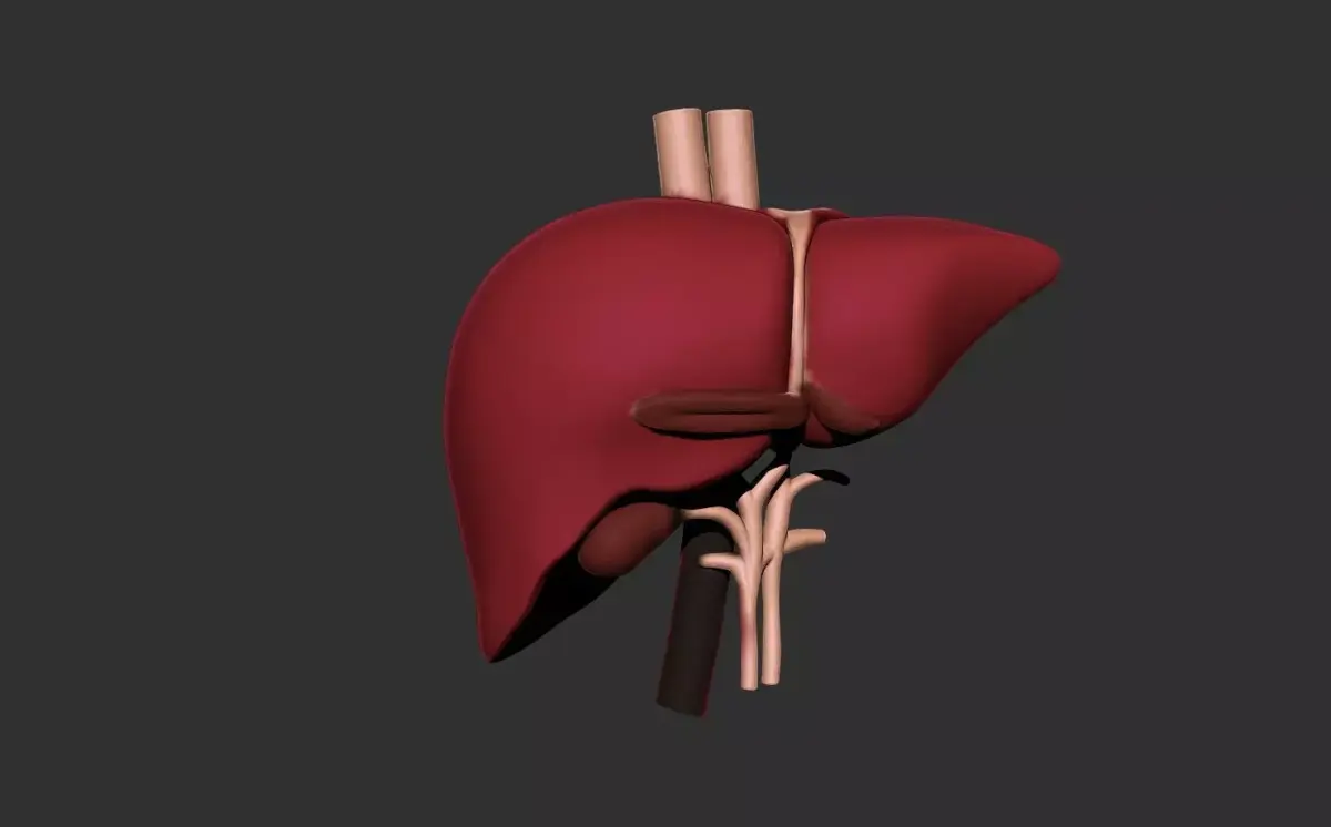 liver human anatomy organ 3D print model