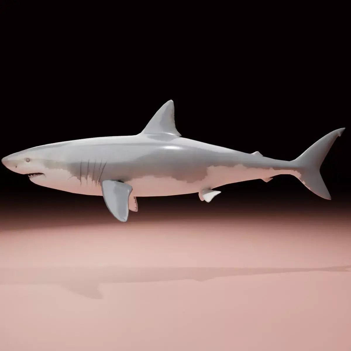 Shark 3D model 9