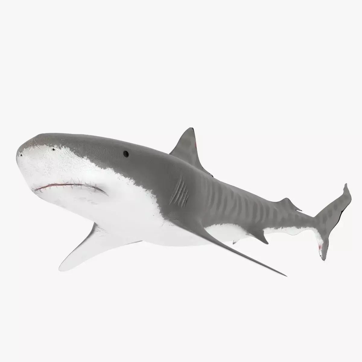 Tiger Shark Low-poly 3D model buy