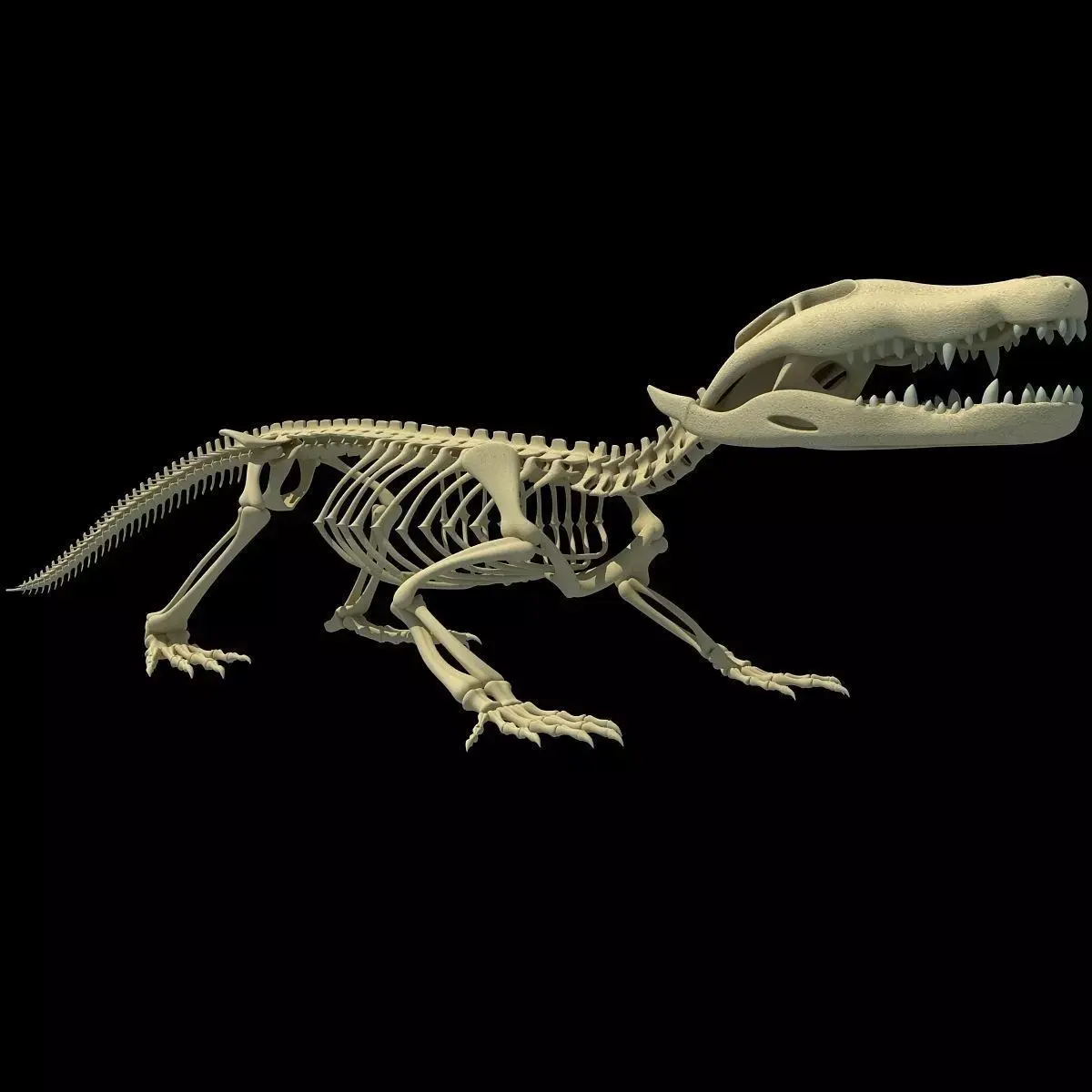 Crocodile Anatomical Skeleton 3D model