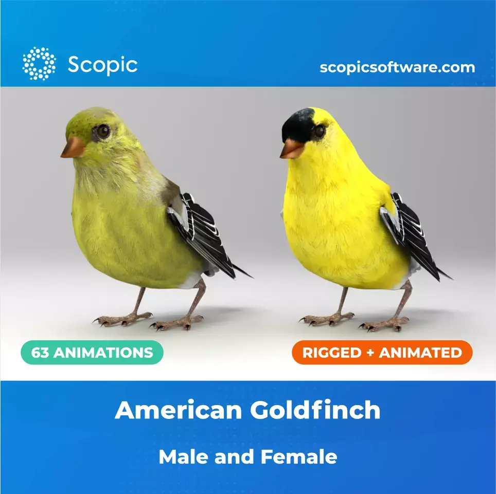 3D Bird Pack North American Eastern Goldfinch Male and Female Low-poly 3D model