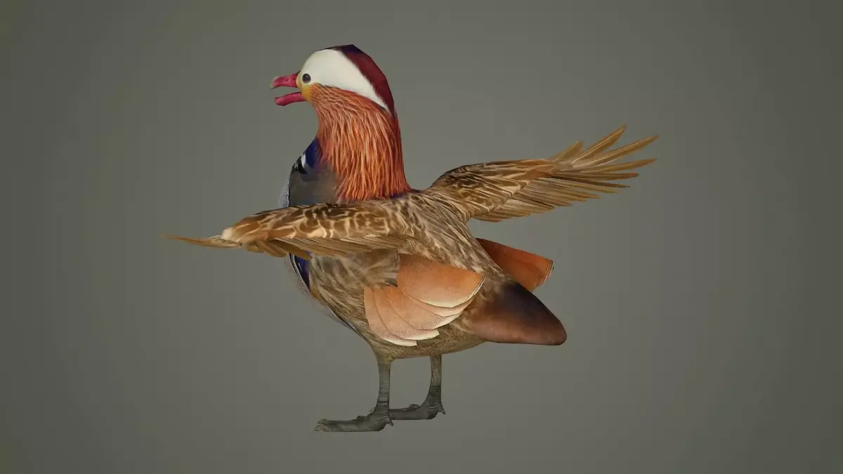 bird duck mandarin colorful beautiful nature animal 3D model