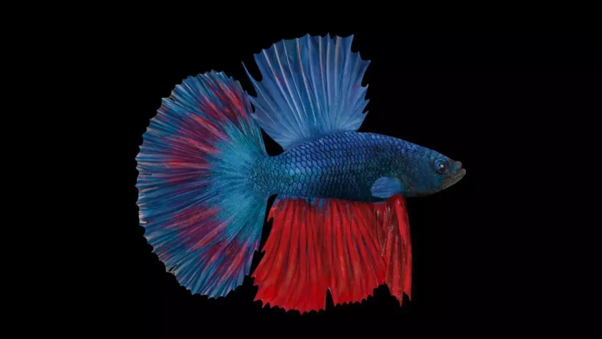 3DS Max Betta Rigged Low-poly 3D model