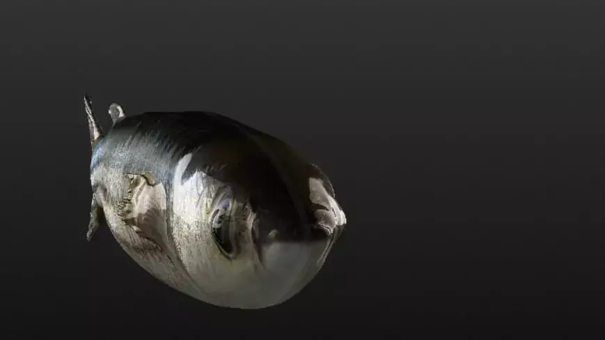 Mullet fish  Mediterranean sea fish Rigged Animated 3D model