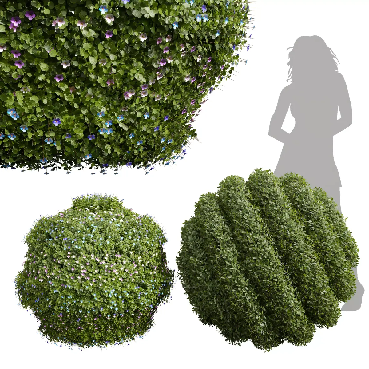 Bacopa Diffusa Sutera Decorative Ligustrum Quihoui Privet Pruned 3D model
