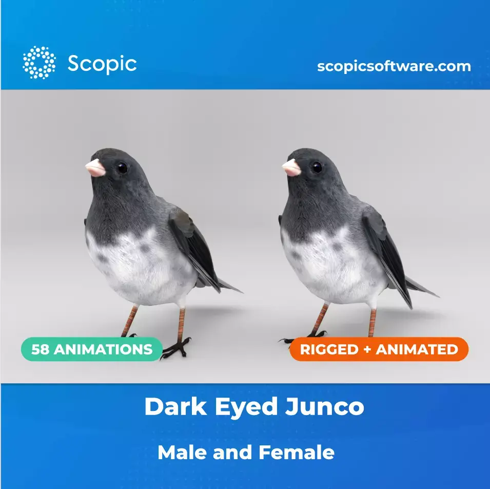 3D Bird Pack Dark Eyed Junco Male and Female Low-poly 3D model