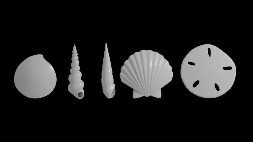 Seashells  3D model