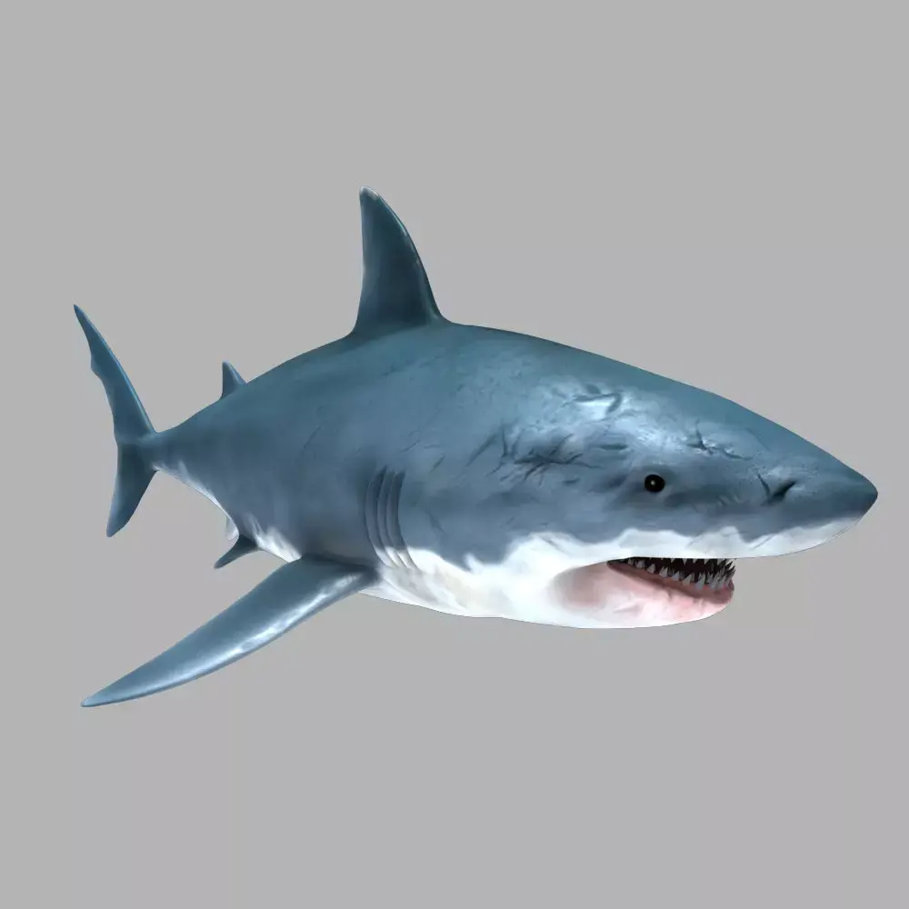 Great White Shark 3D model 10
