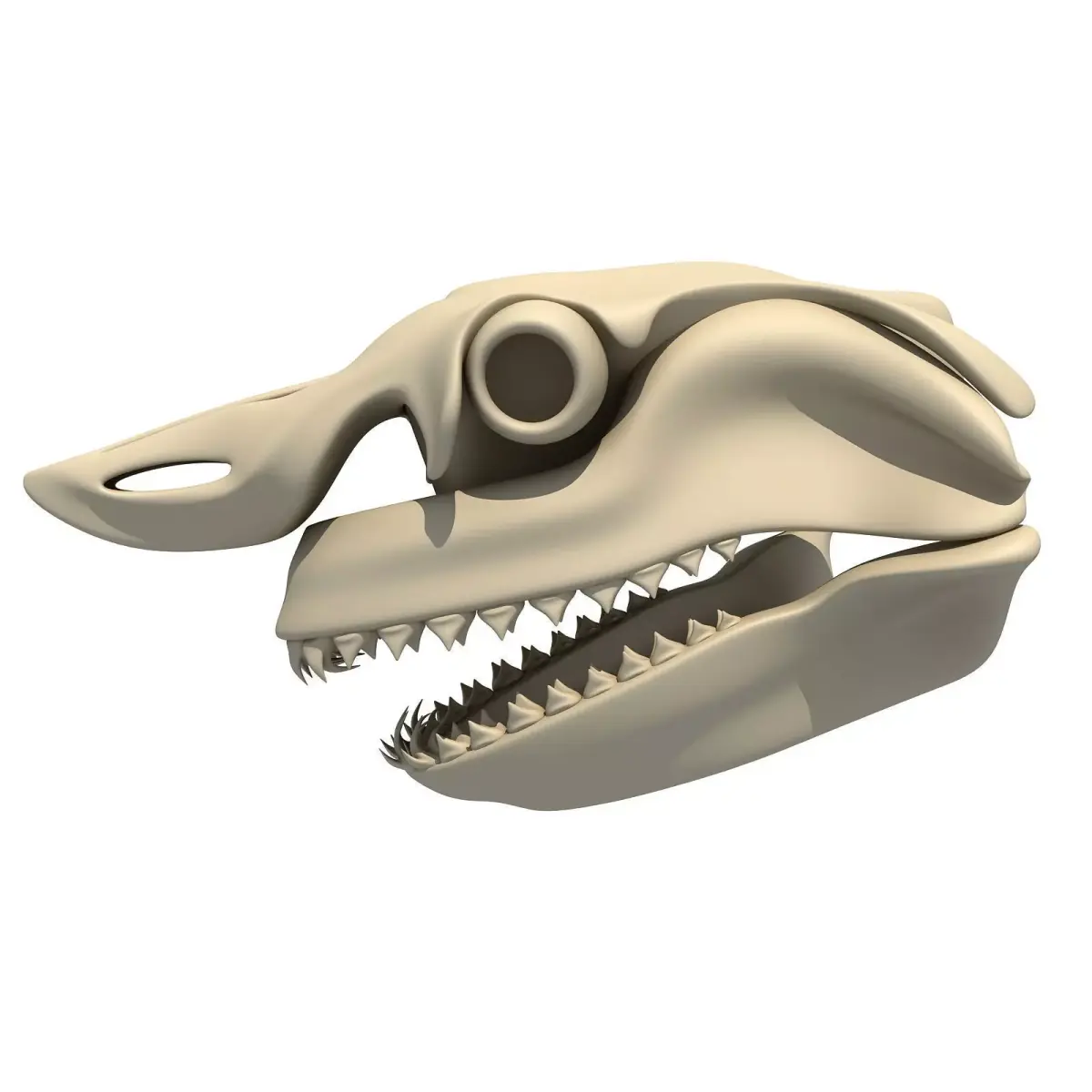 Great White Shark Skull 22 3D model
