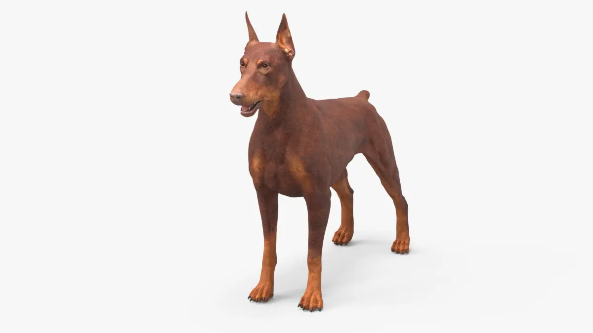 Doberman Dog Brown 3D model