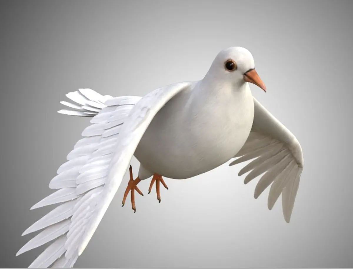 Realistic Rigged High Detailed Low Poly Dove 3D model
