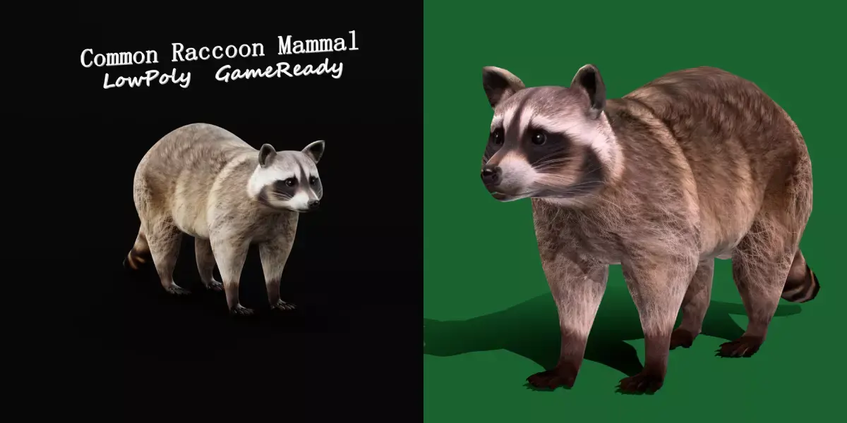 Common Raccoon Mammal Free 3D model purchase