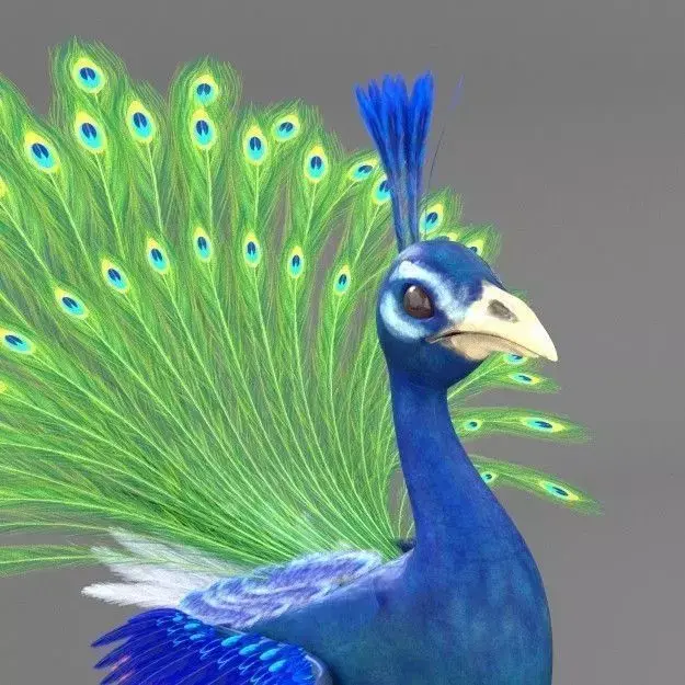 Peacock 3D model purchase