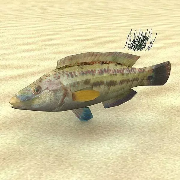 Lumbrak - Symphodus Tinca Low-poly 3D model