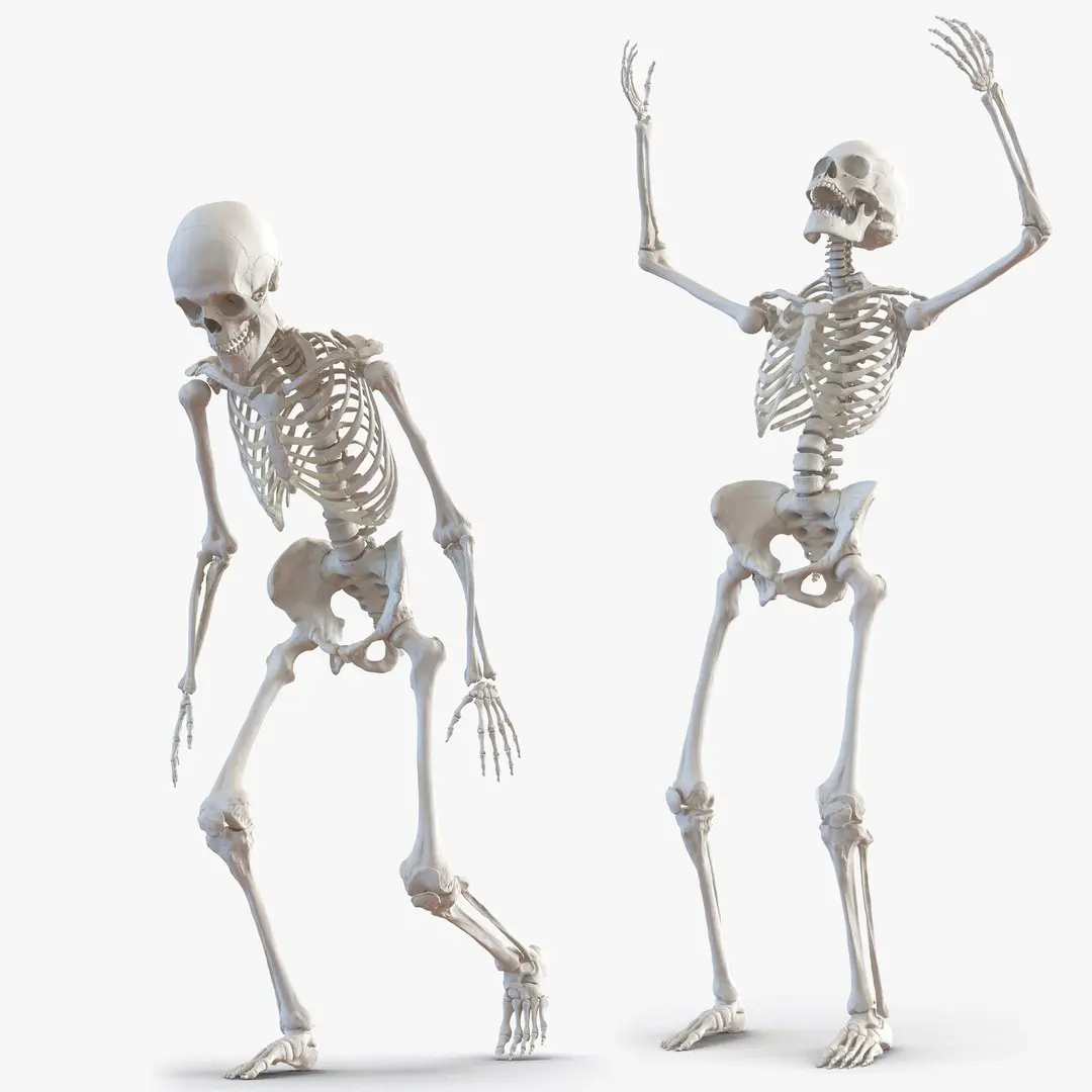 Human Skeletons Rigged Collection for Cinema 4D 3D model