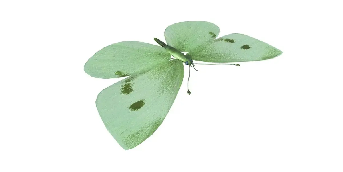 Butterfly 3d Model 3D model order